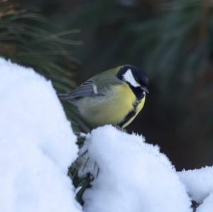 Great Tit