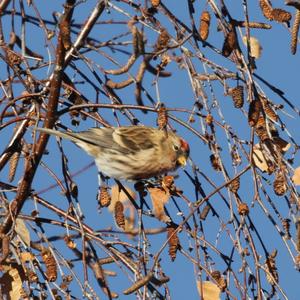 Common Redpoll