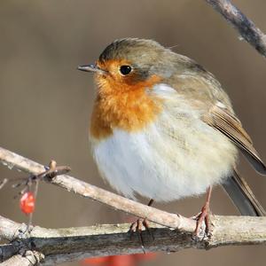 European Robin