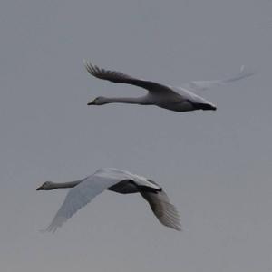 Whooper Swan