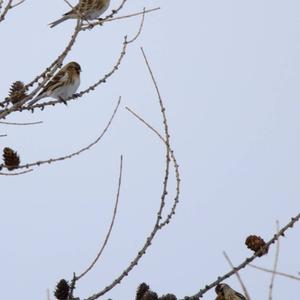 Common Redpoll