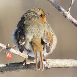 European Robin