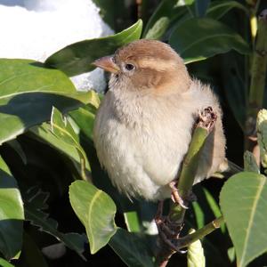 House Sparrow