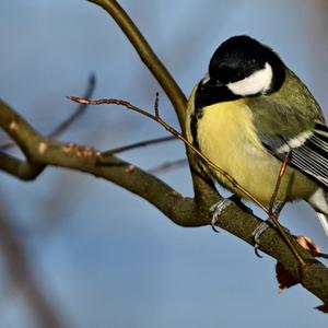 Great Tit