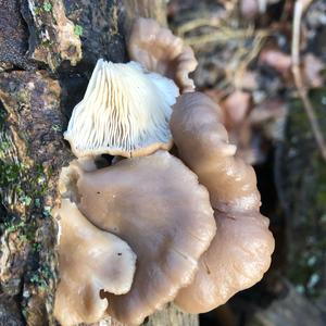 Oyster Mushroom