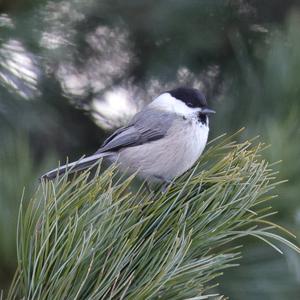 Willow Tit