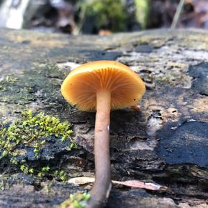 Deadly Galerina