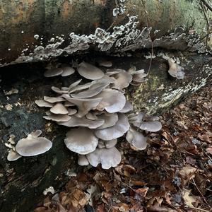 Oyster Mushroom