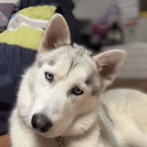 Siberian Husky