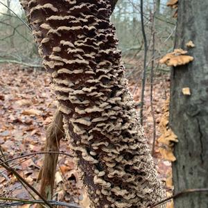 Turkey-tail