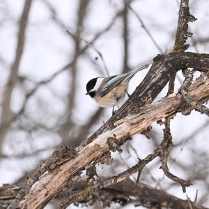 Black-capped Chickadee