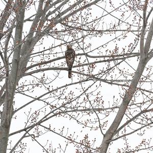 Cooper's Hawk