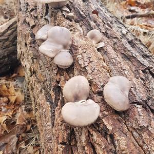 Oyster Mushroom