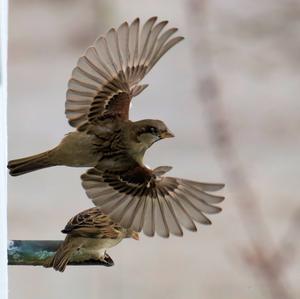 House Sparrow