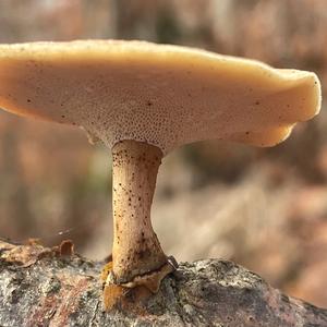 Winter Polypore