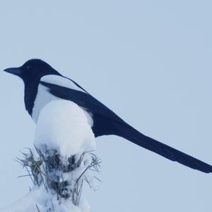 Black-billed Magpie