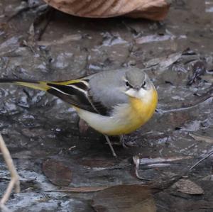 Grey Wagtail