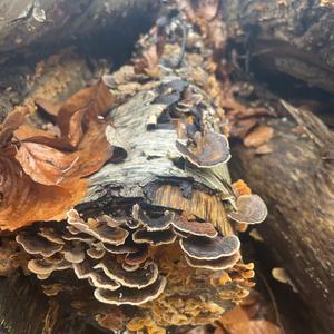 Turkey-tail