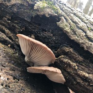 Oyster Mushroom