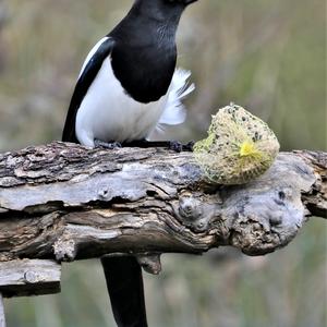 Black-billed Magpie