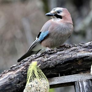 Eurasian Jay