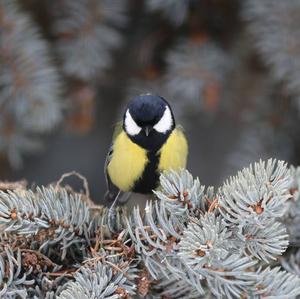 Great Tit