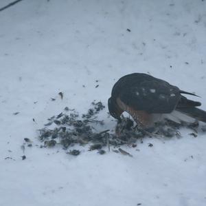 Eurasian Sparrowhawk