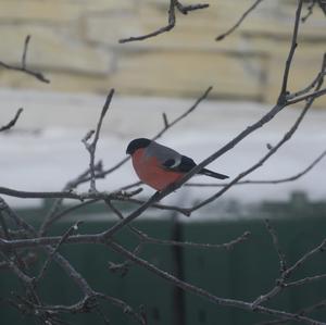 Eurasian Bullfinch