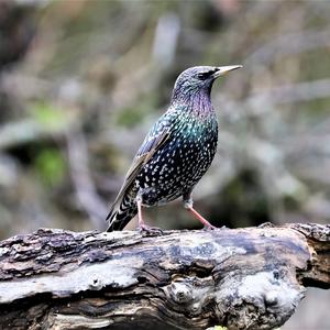 Common Starling