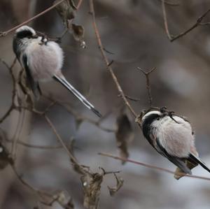 Long-tailed Tit