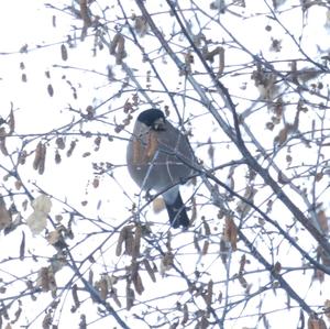 Eurasian Bullfinch