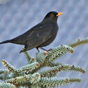 Eurasian Blackbird