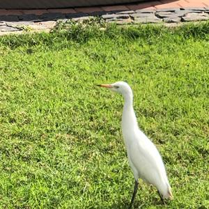 Cattle Egret