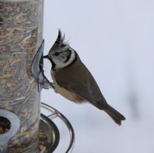 Crested Tit