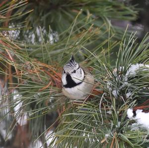 Crested Tit