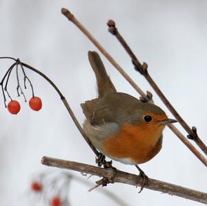 European Robin