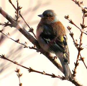 Eurasian Chaffinch