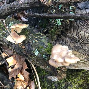 Oyster Mushroom