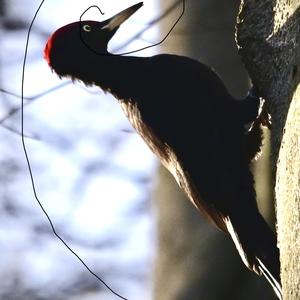 Black woodpecker