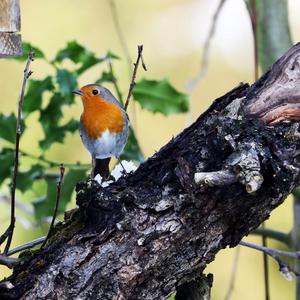 European Robin