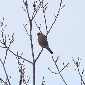 Eurasian Bullfinch