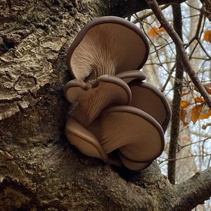 Oyster Mushroom