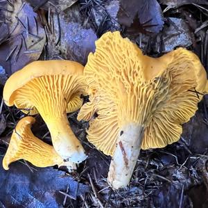 Chanterelle, Common