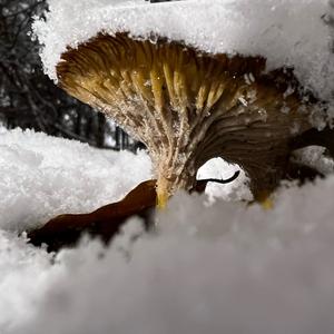 Trumpet Chanterelle