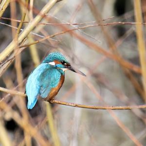 Eisvogel