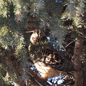 Short-eared Owl