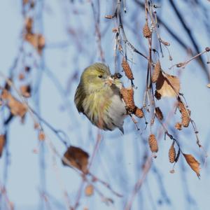 Eurasian Siskin