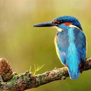 Common Kingfisher