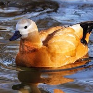 Ruddy Shelduck