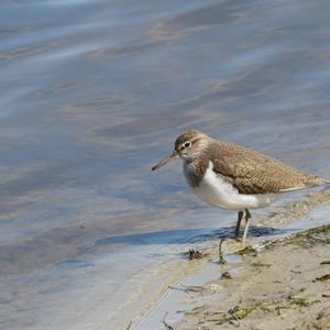 Common Sandpiper